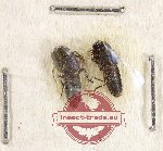 Scientific lot no. 158 Staphylinidae (2 pcs)
