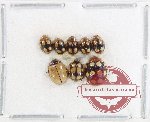 Scientific lot no. 131 Coccinelidae (8 pcs)