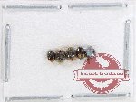 Scientific lot no. 132 Coccinelidae (5 pcs)