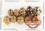 Scientific lot no. 133 Coccinelidae (10 pcs)