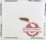 Scientific lot no. 194 Scolytidae (5 pcs)