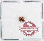 Scientific lot no. 184 Scolytidae (2 pcs)