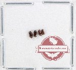 Scientific lot no. 186 Scolytidae (4 pcs)