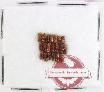 Scientific lot no. 189 Scolytidae (20 pcs)