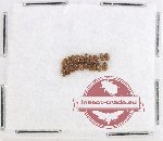 Scientific lot no. 195 Scolytidae (20 pcs)