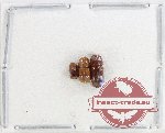 Scientific lot no. 185 Scolytidae (3 pcs)