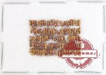 Scientific lot no. 183 Scolytidae (100 pcs)