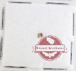 Scientific lot no. 188 Scolytidae (2 pcs)