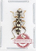 Callimerus sp. 10