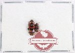 Scientific lot no. 200 Erotylidae (2 pcs)