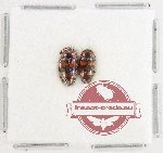Scientific lot no. 199 Erotylidae (2 pcs)