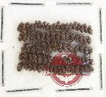 Scientific lot no. 181 Anthribidae (85 pcs)