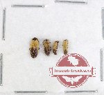 Scientific lot no. 76 Cantharidae (4 pcs)