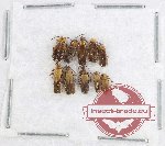 Scientific lot no. 75 Cantharidae (8 pcs)