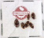 Scientific lot no. 477 Tenebrionidae (6 pcs)