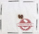 Scientific lot no. 320K Tenebrionidae (2 pcs)
