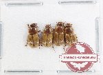 Scientific lot no. 921 Coprophaga (4 pcs)