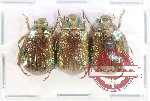 Scientific lot no. 394 Rutelinae (3 pcs)