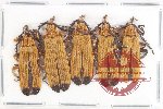 Scientific lot no. 39 Lycidae (5 pcs)