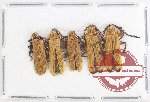 Scientific lot no. 38 Lycidae (5 pcs)