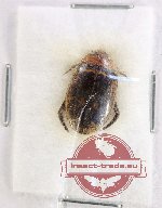Scientific lot no. 210 Dytiscidae (1 pc)