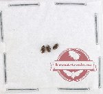 Scientific lot no. 24 Ostomidae (3 pcs)
