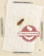 Scientific lot no. 227 Elateridae (1 pc)