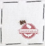 Anobiidae Scientific lot no. 8 (3 pcs)