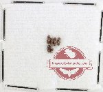 Anobiidae Scientific lot no. 9 (6 pcs)