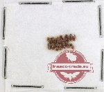 Cryptophagidae Scientific lot no. 7 (14 pcs)