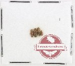 Cryptophagidae Scientific lot no. 2 (4 pcs)