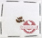 Cryptophagidae Scientific lot no. 6 (10 pcs)