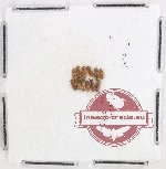 Cryptophagidae Scientific lot no. 4 (12 pcs)