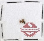 Cryptophagidae Scientific lot no. 5 (3 pcs)