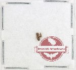 Cryptophagidae Scientific lot no. 3 (2 pcs)