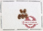 Scirtidae Scientific lot no. 5 (4 pcs)