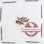 Silvanidae Scientific lot no. 14 (14 pcs)
