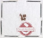Silvanidae Scientific lot no. 13 (9 pcs)