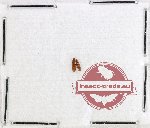 Silvanidae Scientific lot no. 12 (2 pcs)