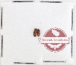 Aderidae Scientific lot no. 4 (2 pcs)
