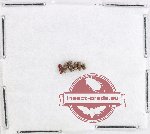 Aderidae Scientific lot no. 3 (6 pcs)