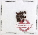 Lymnichidae Scientific lot no. 14 (13 pcs)
