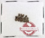 Lymnichidae Scientific lot no. 12 (20 pcs)