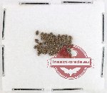 Lymnichidae Scientific lot no. 13 (50 pcs)
