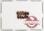Lymnichidae Scientific lot no. 11 (10 pcs)