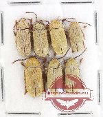 Dascilidae Scientific lot no. 11 (8 pcs)