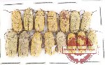 Dascilidae Scientific lot no. 12 (15 pcs)
