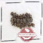 Bruchidae Scientific lot no. 38 (22 pcs)
