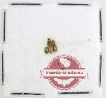 Bruchidae Scientific lot no. 37 (5 pcs)
