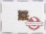 Dermestidae Scientific lot no. 17 (17 pcs)